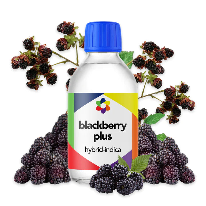 Blackberry PLUS Hybrid-Indica Terpene  - CORONA CASH AND CARRY
